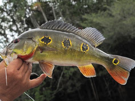 amazon fish|10 Fish of the Amazon River .